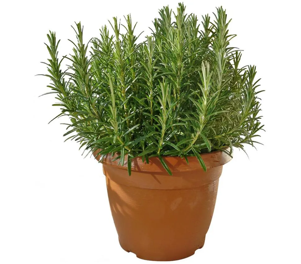 Dehner Gourmet Garten Rosmarin