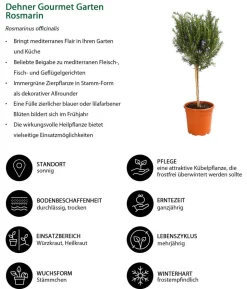 Dehner Gourmet Garten Rosmarin, Stamm