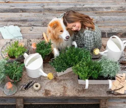 Dehner Gourmet Garten Salbei