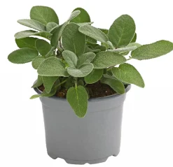 Dehner Gourmet Garten Salbei