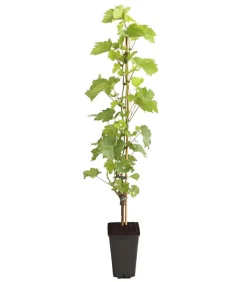 Dehner Gourmet Garten Tafeltraube 'Palatina'