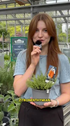 Dehner Gourmet Garten Zitronen-Thymian