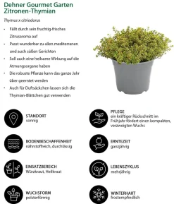 Dehner Gourmet Garten Zitronen-Thymian