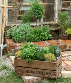 Dehner Gourmet Garten Zitronen-Thymian