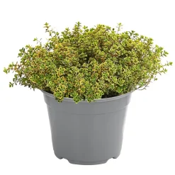 Dehner Gourmet Garten Zitronen-Thymian