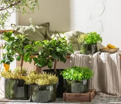 Dehner Gourmet Garten Zitronen-Thymian