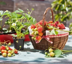 Dehner Kids Erdbeere 'Ostara', 8er-Schale