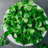 Dehner Premium Samen Feldsalat 'Vit'