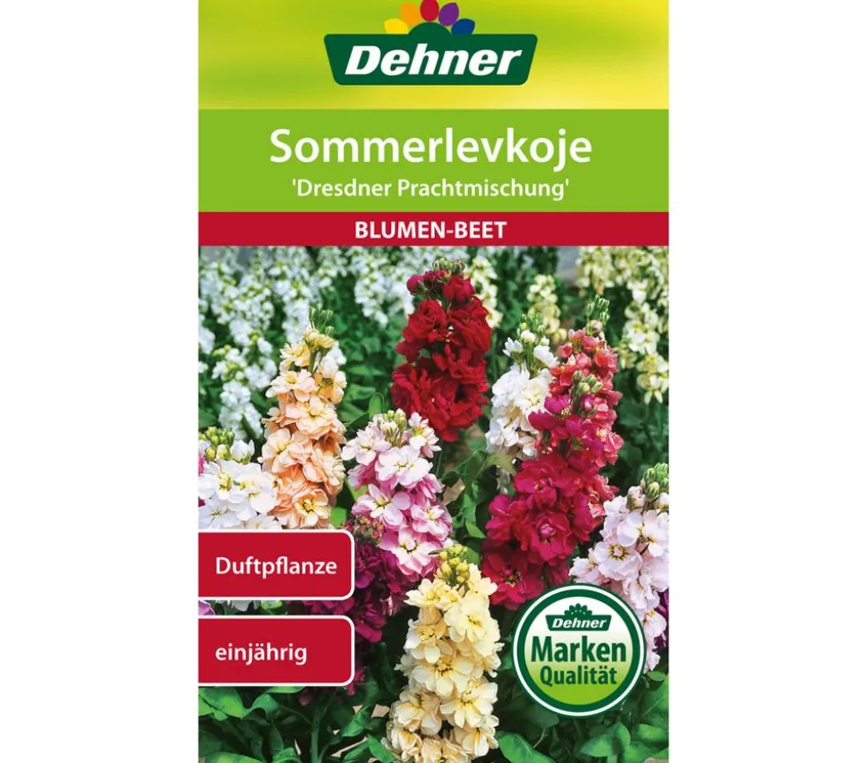 Dehner Samen Sommerlevkoje 'Dresdner Prachtmischung'