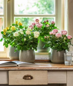 Dehner Übertopf-Set Pink Beauties, 2-teilig