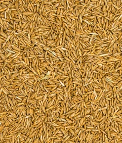 Dehner Bio Rasen-Nachsaat, 500 g