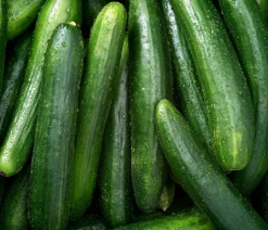 Dehner Bio-Saatgut Salatgurke 'Tanja'
