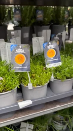 Dehner Gourmet Garten Bergbohnenkraut