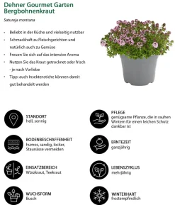 Dehner Gourmet Garten Bergbohnenkraut
