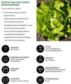 Dehner Gourmet Garten Butterkopfsalat, 6er Schale