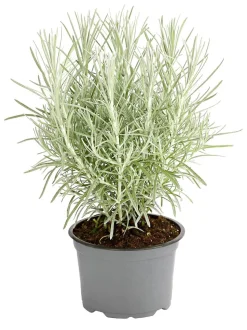 Dehner Gourmet Garten Currykraut