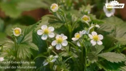 Dehner Gourmet Garten Erdbeere 'Mara des Bois', 4er-Set