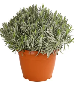 Dehner Gourmet Garten Gewürzlavendel