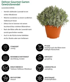Dehner Gourmet Garten Gewürzlavendel