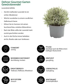 Dehner Gourmet Garten Gewürzlavendel
