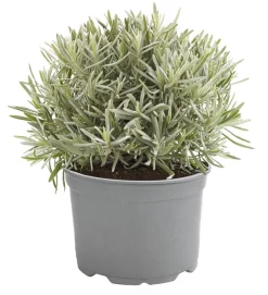 Dehner Gourmet Garten Gewürzlavendel