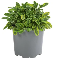 Dehner Gourmet Garten Goldsalbei