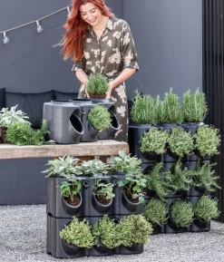 Dehner Gourmet Garten Hänge-Rosmarin