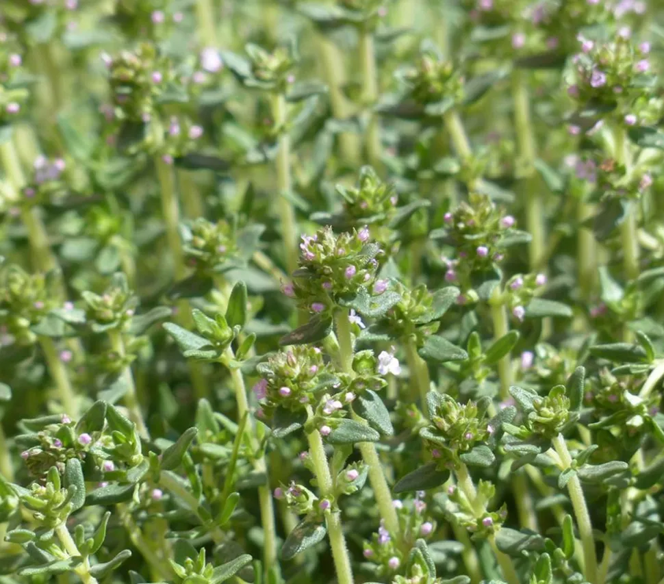 Dehner Gourmet Garten Kugelthymian