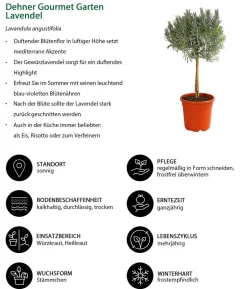 Dehner Gourmet Garten Lavendel, Hochstamm