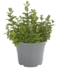 Dehner Gourmet Garten Marokkanische Minze