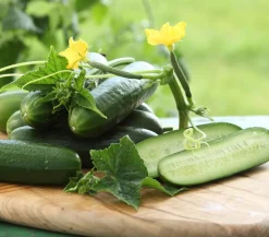Dehner Gourmet Garten Minigurke, veredelt
