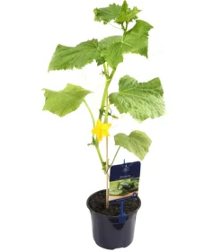 Dehner Gourmet Garten Minigurke, veredelt