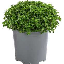 Dehner Gourmet Garten Oregano