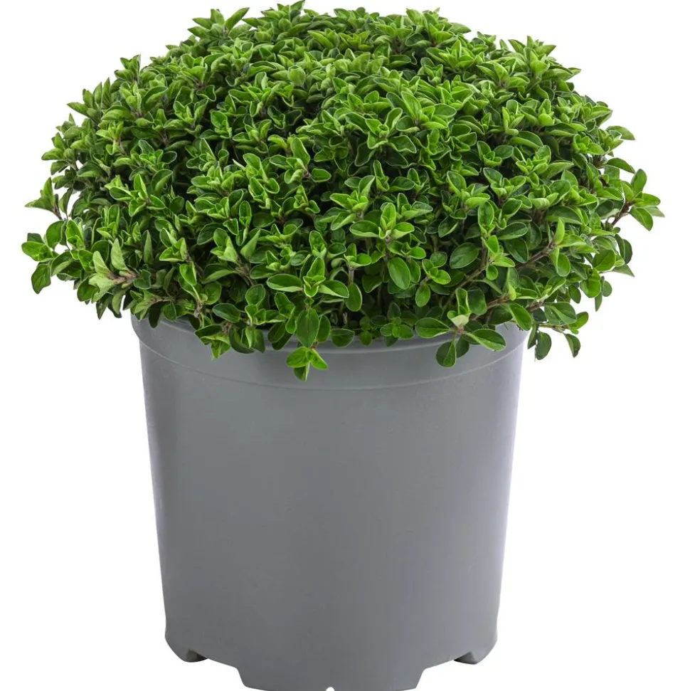 Dehner Gourmet Garten Oregano