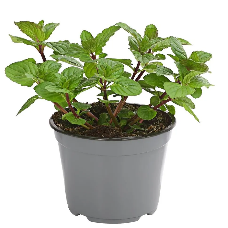 Dehner Gourmet Garten Pfefferminze
