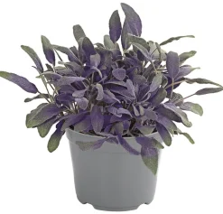 Dehner Gourmet Garten Purpursalbei