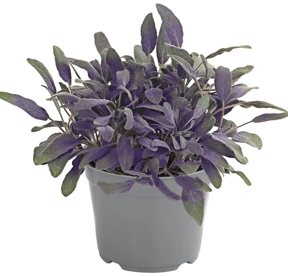 Dehner Gourmet Garten Purpursalbei