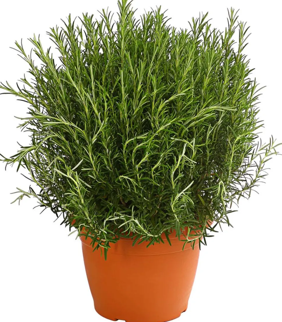 Dehner Gourmet Garten Rosmarin
