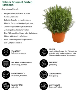 Dehner Gourmet Garten Rosmarin
