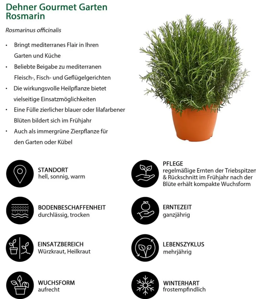 Dehner Gourmet Garten Rosmarin