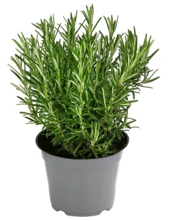 Dehner Gourmet Garten Rosmarin