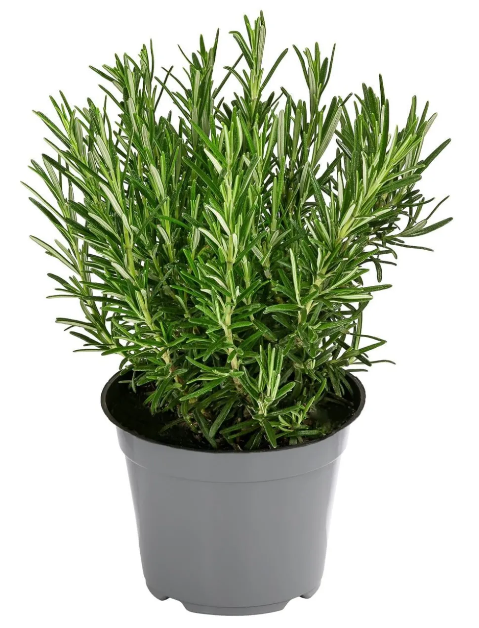 Dehner Gourmet Garten Rosmarin