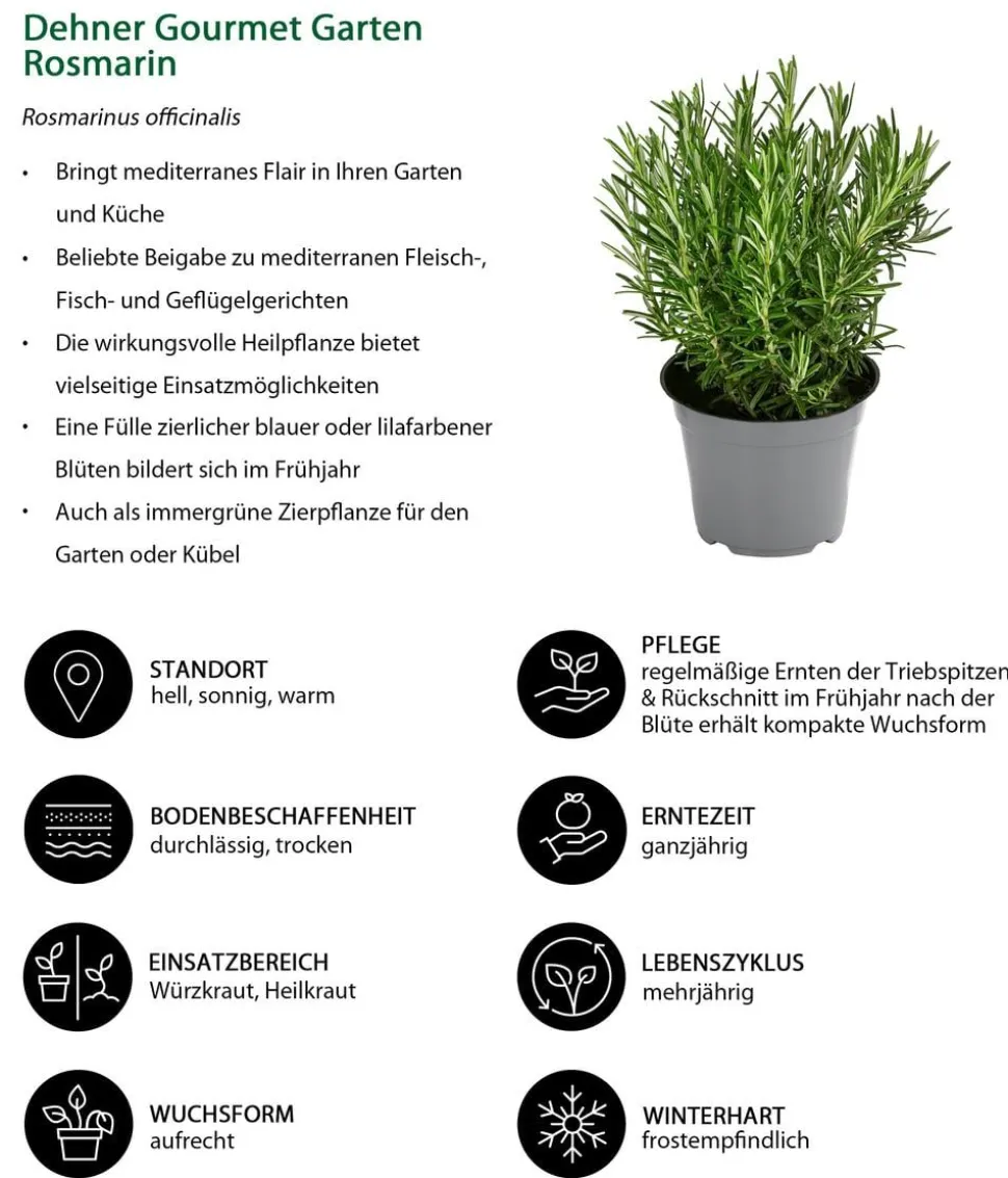 Dehner Gourmet Garten Rosmarin