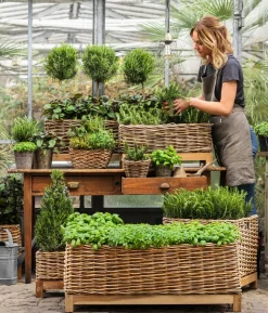 Dehner Gourmet Garten Rosmarin