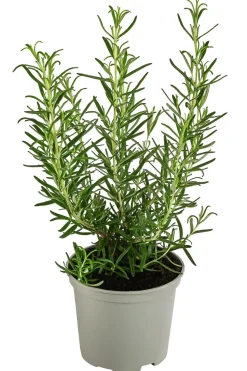 Dehner Gourmet Garten Rosmarin
