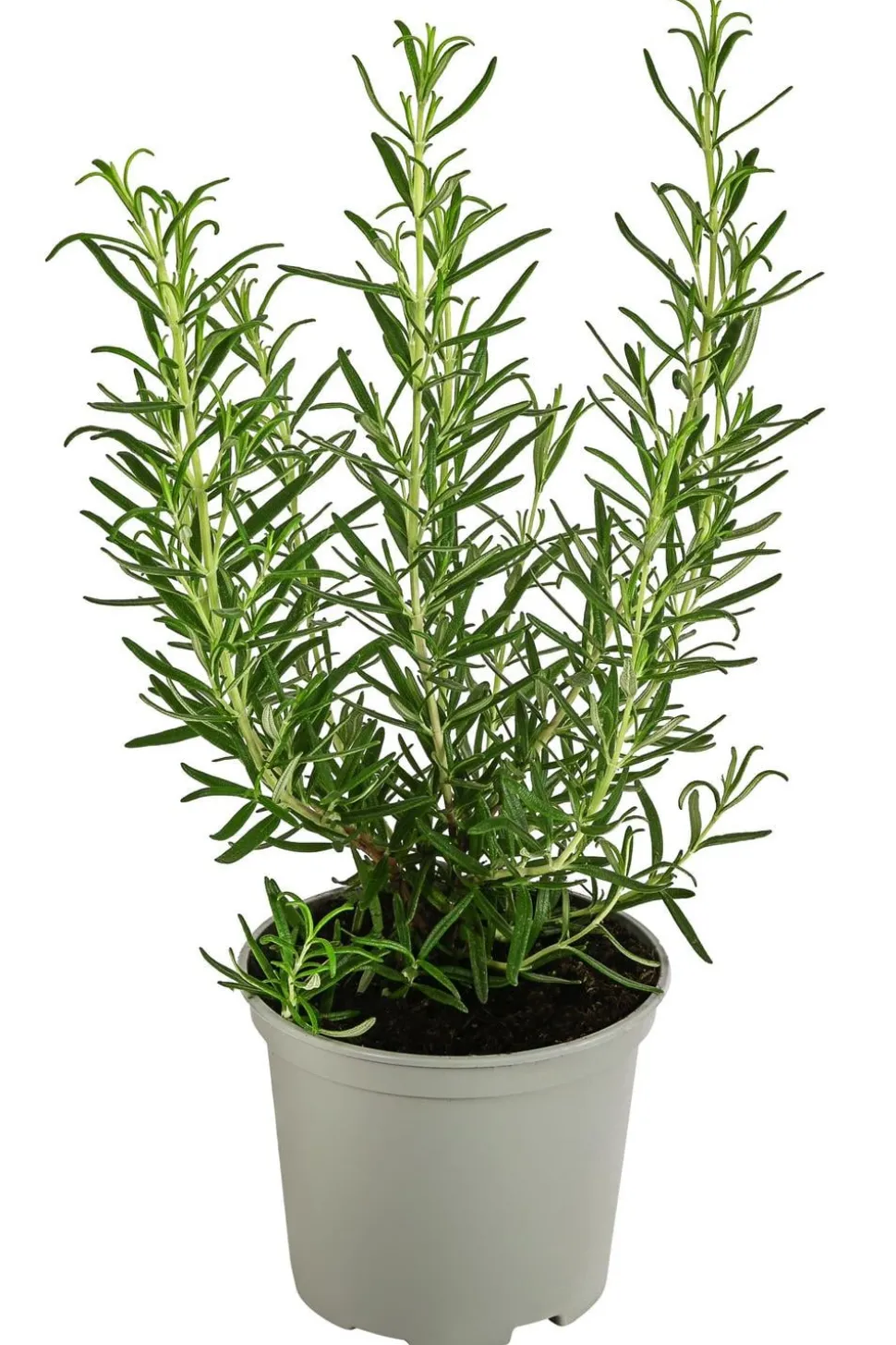 Dehner Gourmet Garten Rosmarin