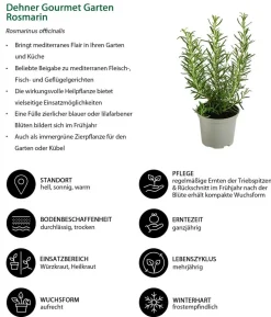 Dehner Gourmet Garten Rosmarin