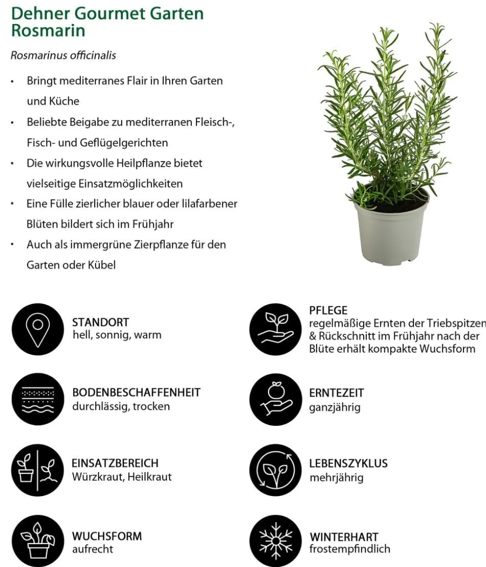 Dehner Gourmet Garten Rosmarin