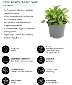 Dehner Gourmet Garten Salbei