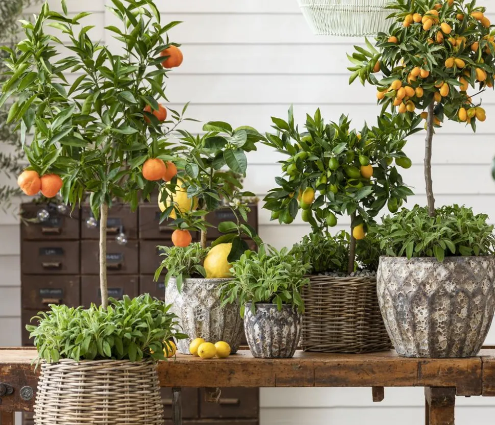 Dehner Gourmet Garten Salbei